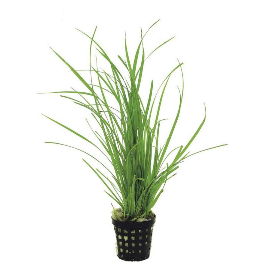 Cyperus Helferi