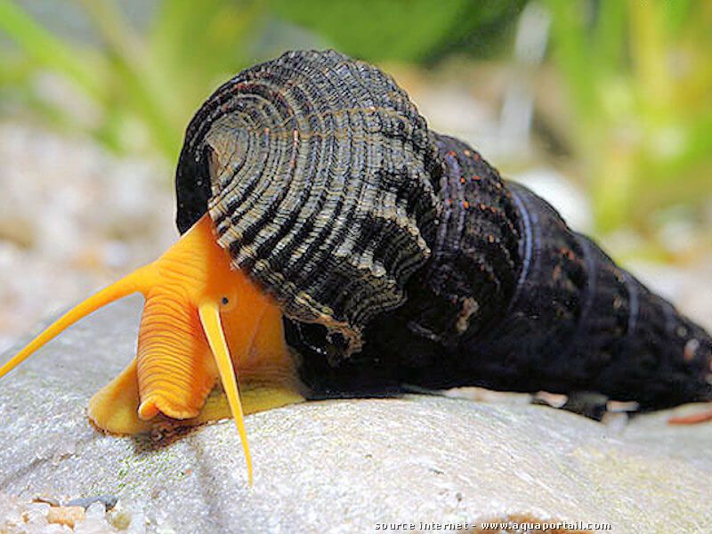 Sulawesi slakken (Tylo, Tylomelania)