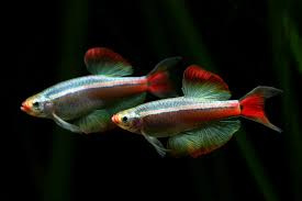 Chinese Danio Longfin