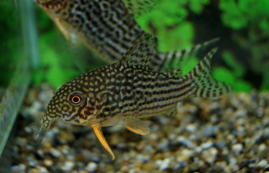 Corydora Sterbai