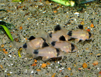 Corydora Panda