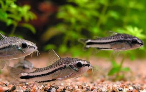 Corydoras pygmaeus