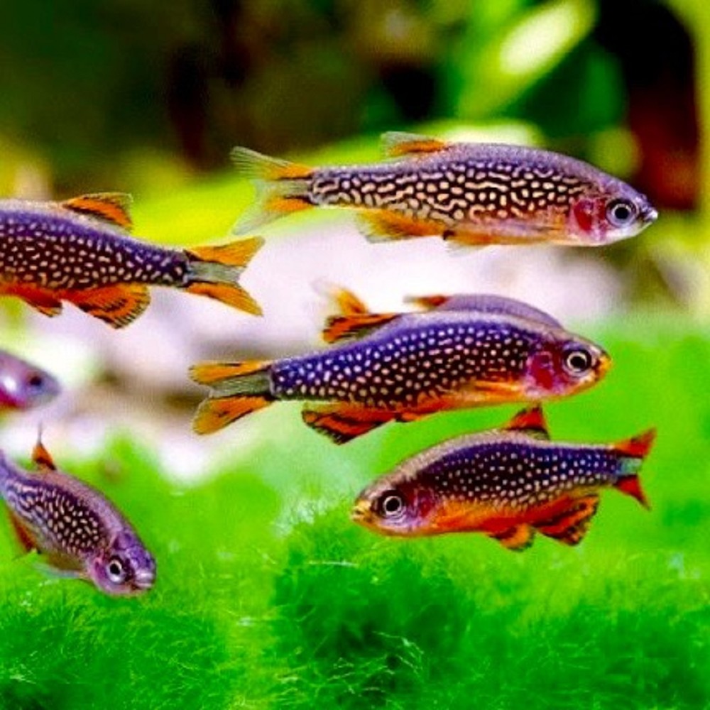 Rasbora Galaxy