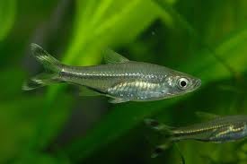 Rasbora trilineata / Knipstaart