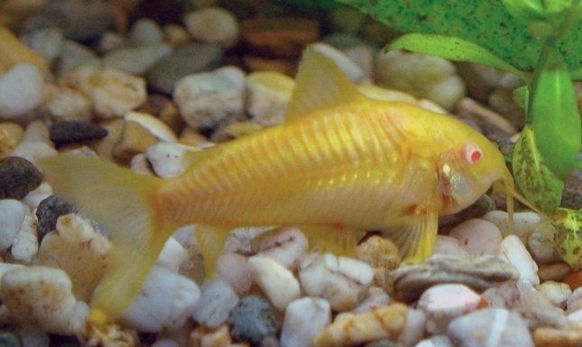 Corydora Albino